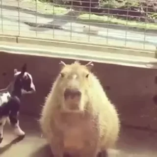 Емодзі Капибара/Capybara  🐐