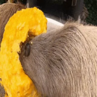 Стикер Капибара/Capybara  🎃