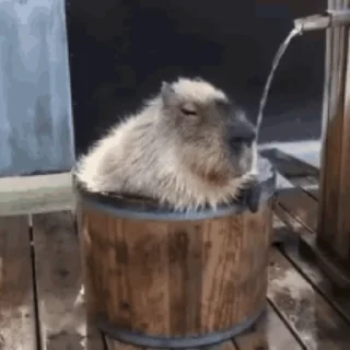 Емодзі Капибара/Capybara  🚿
