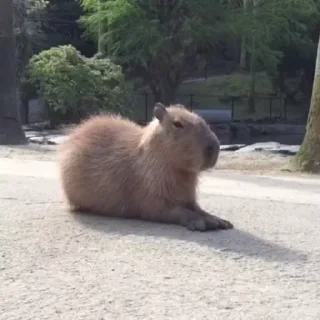 Стикер Капибара/Capybara  🦫
