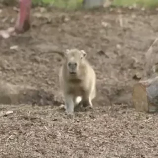 Стікер Капибара/Capybara  😱