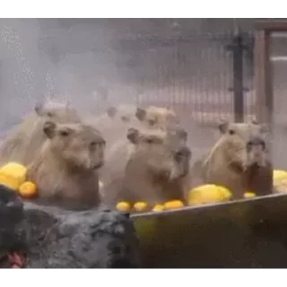 Капибара/Capybara emoji 🛀