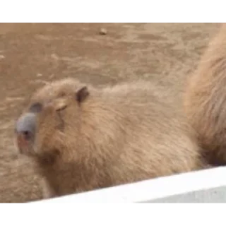 Капибара/Capybara emoji 💤