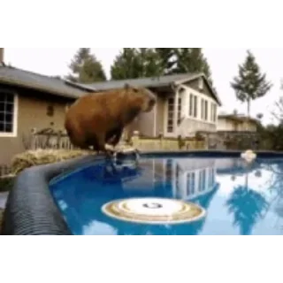 Эмодзи Капибара/Capybara 🏊‍♂️