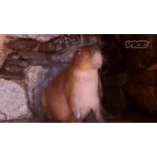 Емодзі Капибара/Capybara 🚿