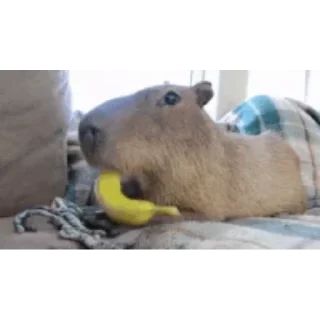 Стикер Капибара/Capybara  🍌