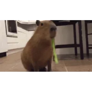 Стикер Капибара/Capybara  🥬