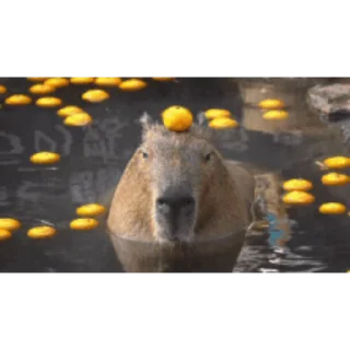 Капибара/Capybara  stiker 🛀