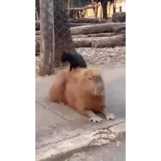 Капибара/Capybara  stiker 💤