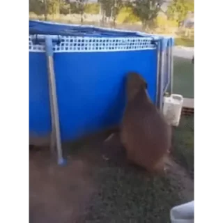 Стикер Капибара/Capybara  🏊