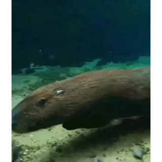 Стикер Капибара/Capybara  🦫