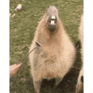 Капибара/Capybara  stiker 🦷