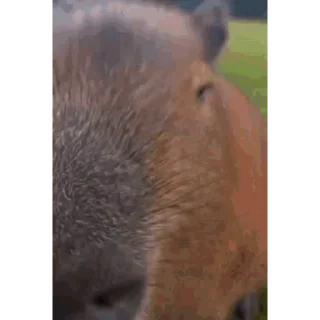 Капибара/Capybara emoji 🦫