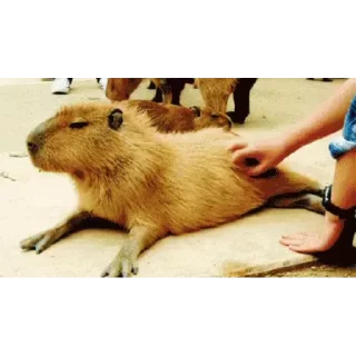 Капибара/Capybara  stiker 😏