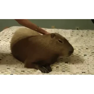 Капибара/Capybara emoji 😏