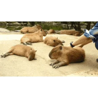 Капибара/Capybara  emoji 💤