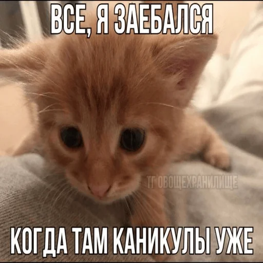 Стикер Telegram «Котики» ✨