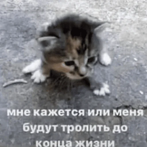 Стікер Telegram «Котики» ✨
