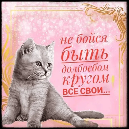 Стікер Telegram «Котики» ✨