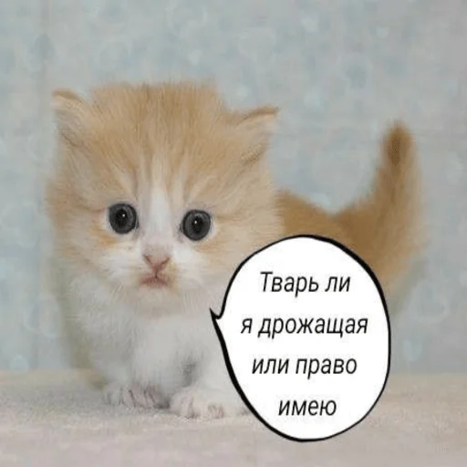 Telegram stiker «Котики» ✨