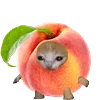 Емодзі телеграм Kitten Fruits Vegetables