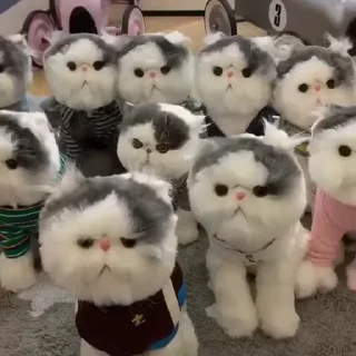 Эмодзи Kittens 🐾