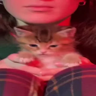 Эмодзи Kittens 🐾