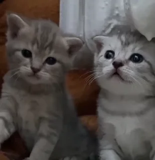 Стикер kittens 👬