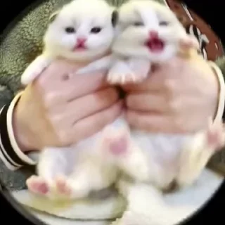 Стикер kittens 😵