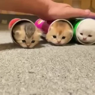 Стикер kittens 🫥