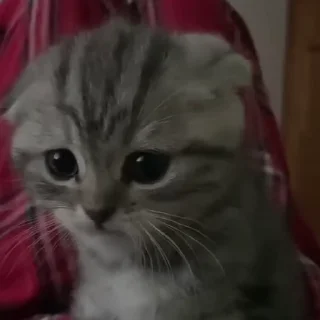kittens emoji 🐱