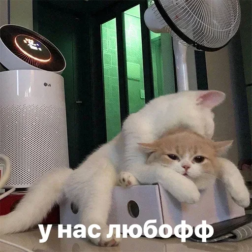 Telegram Sticker «Коты» 🔥