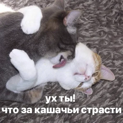 Стикер Telegram «Коты» 🔥