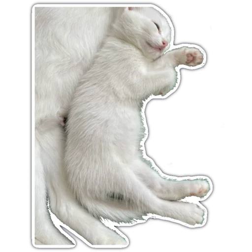 kitty cute sticker 😎