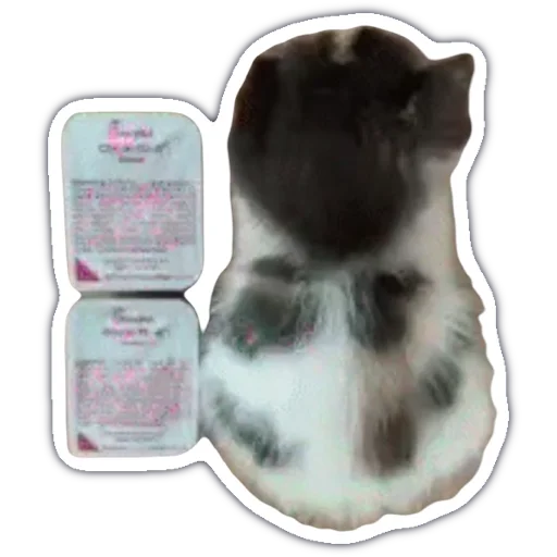 kitty cute sticker 💩