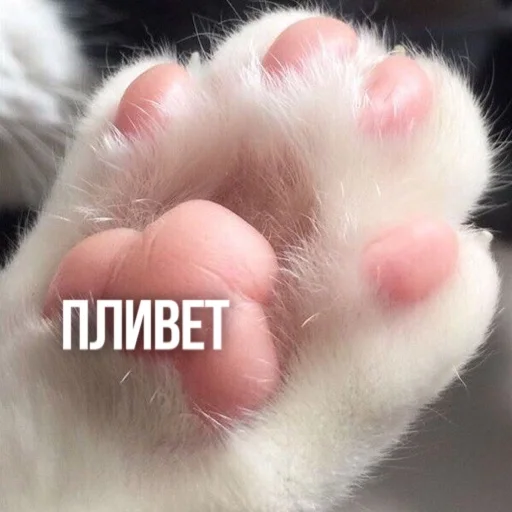 Telegram stiker «Kittydogs» 👋