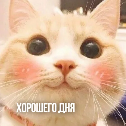 Telegram Sticker «Kittydogs» 👋