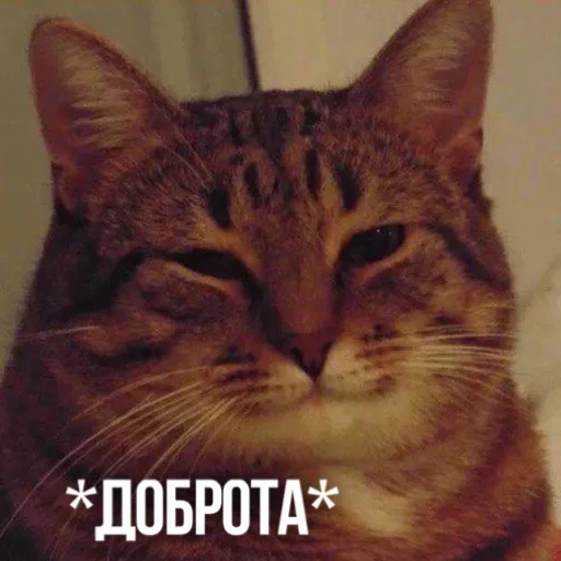Telegram Sticker «Kittydogs» ☺️