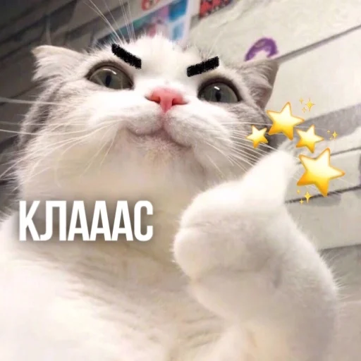 Telegram Sticker «Kittydogs» 👍