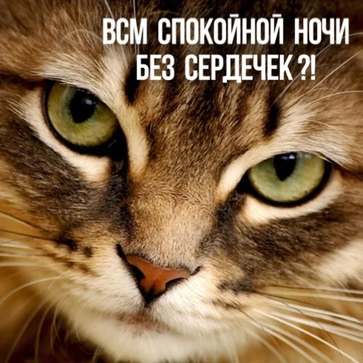 Telegram Sticker «Kittydogs» 🛏