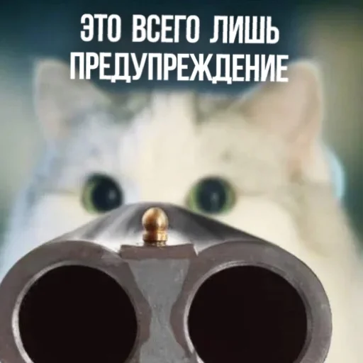 Telegram Sticker «Kittydogs» 🔫