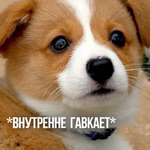 Telegram stiker «Kittydogs» 😶