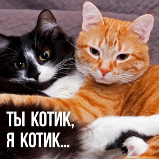 Стікер Telegram «Kittydogs» 🐱