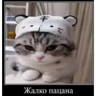 Стікер Мемы с котиками 😪