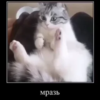 Стикер Мемы с котиками 🧎