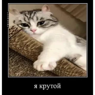 Стікер Мемы с котиками 😆