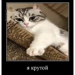 Мемы с котиками sticker 😆