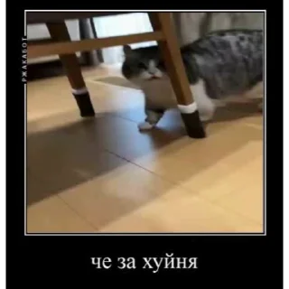 Стікер Мемы с котиками 🤿