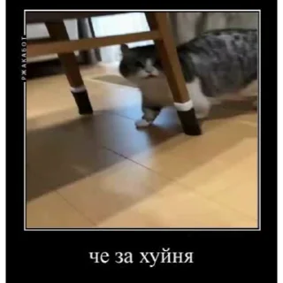 Стикер Мемы с котиками 🤿