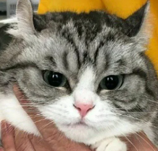 Будни Комару Telegram stickers